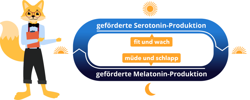 Serotonin und Melatonin Produktion im Verlauf